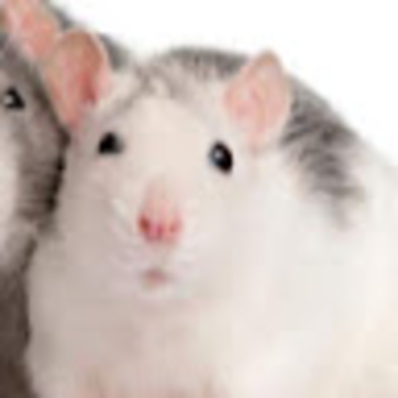 Meet your Posher, Emma - Picture 1 of 1